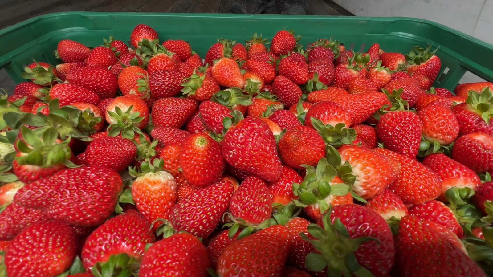 Fresas frescas
