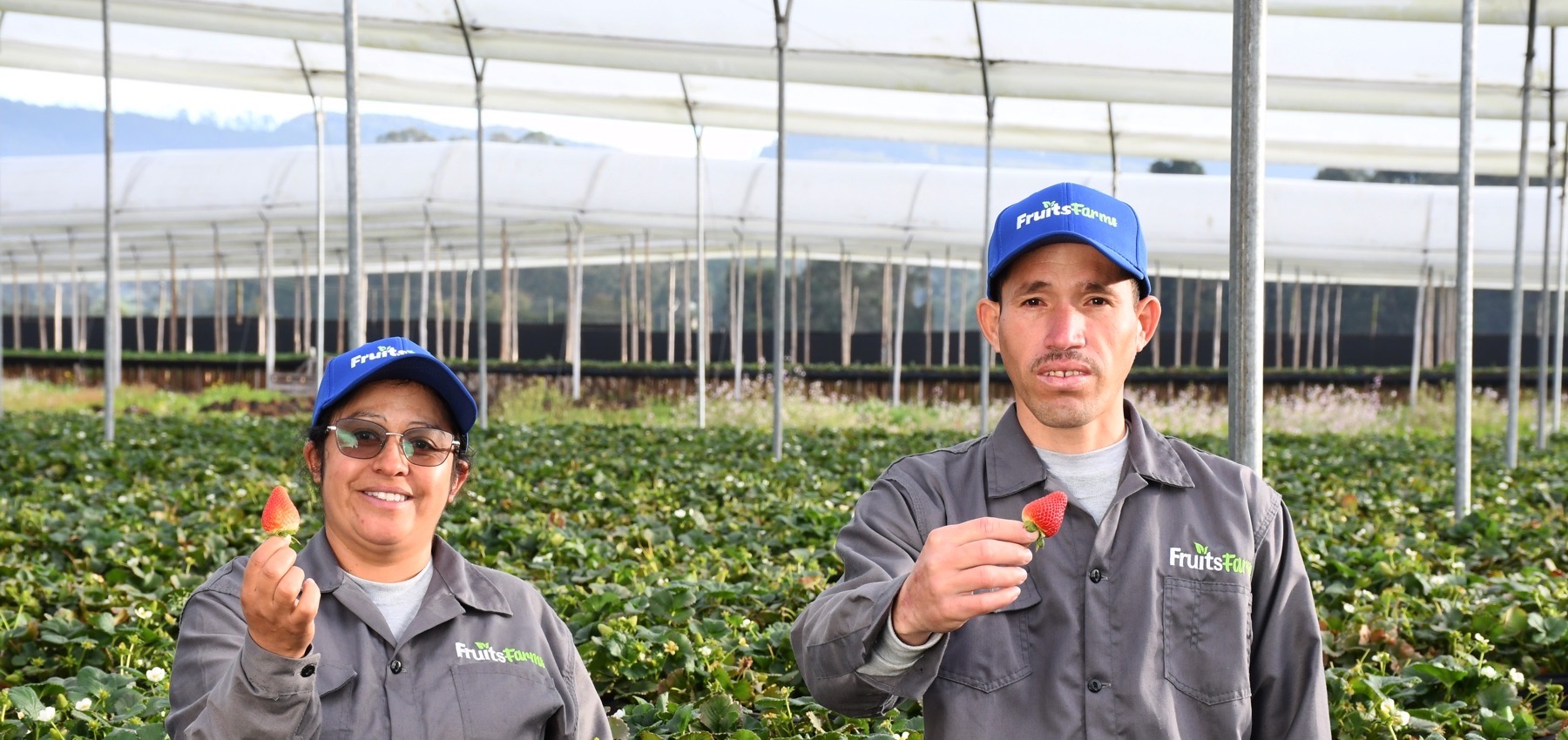 Dos trabajadores de la finca La Casita mostrando fresas recién cosechadas